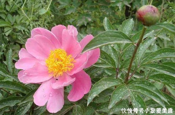 福气|俗话说:多说多错,少说少错,想要一生命好福气大,别说4种话!