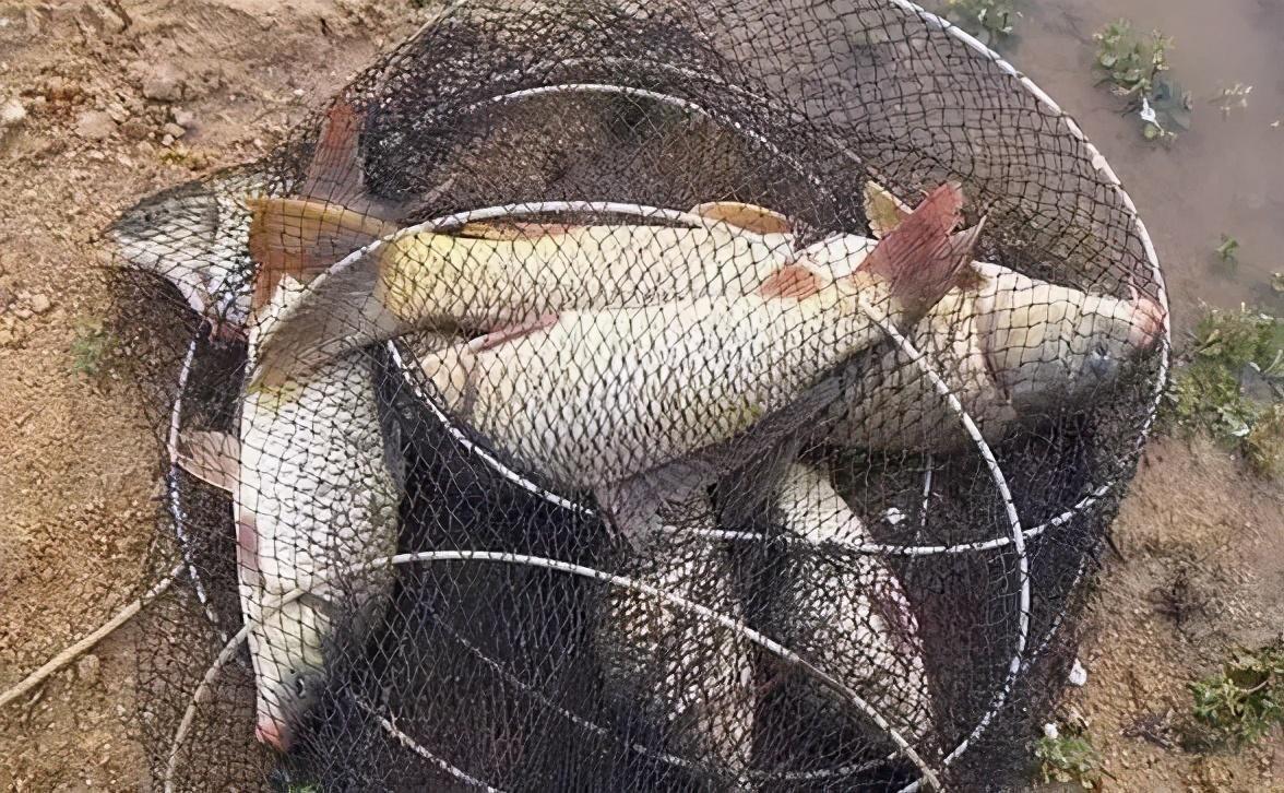 体积|双钩的间距,看似不起眼,对渔获的影响却非常明显