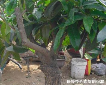 盆景|张大爷把桂花盆景养开花了,真是太吸引眼球了,一问竟是这样养