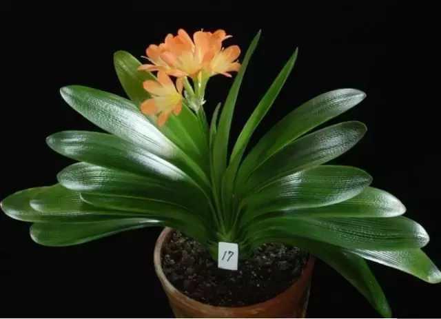 君子兰怎么养好, 遇到这些问题该怎么办君子兰养护秘籍送给你