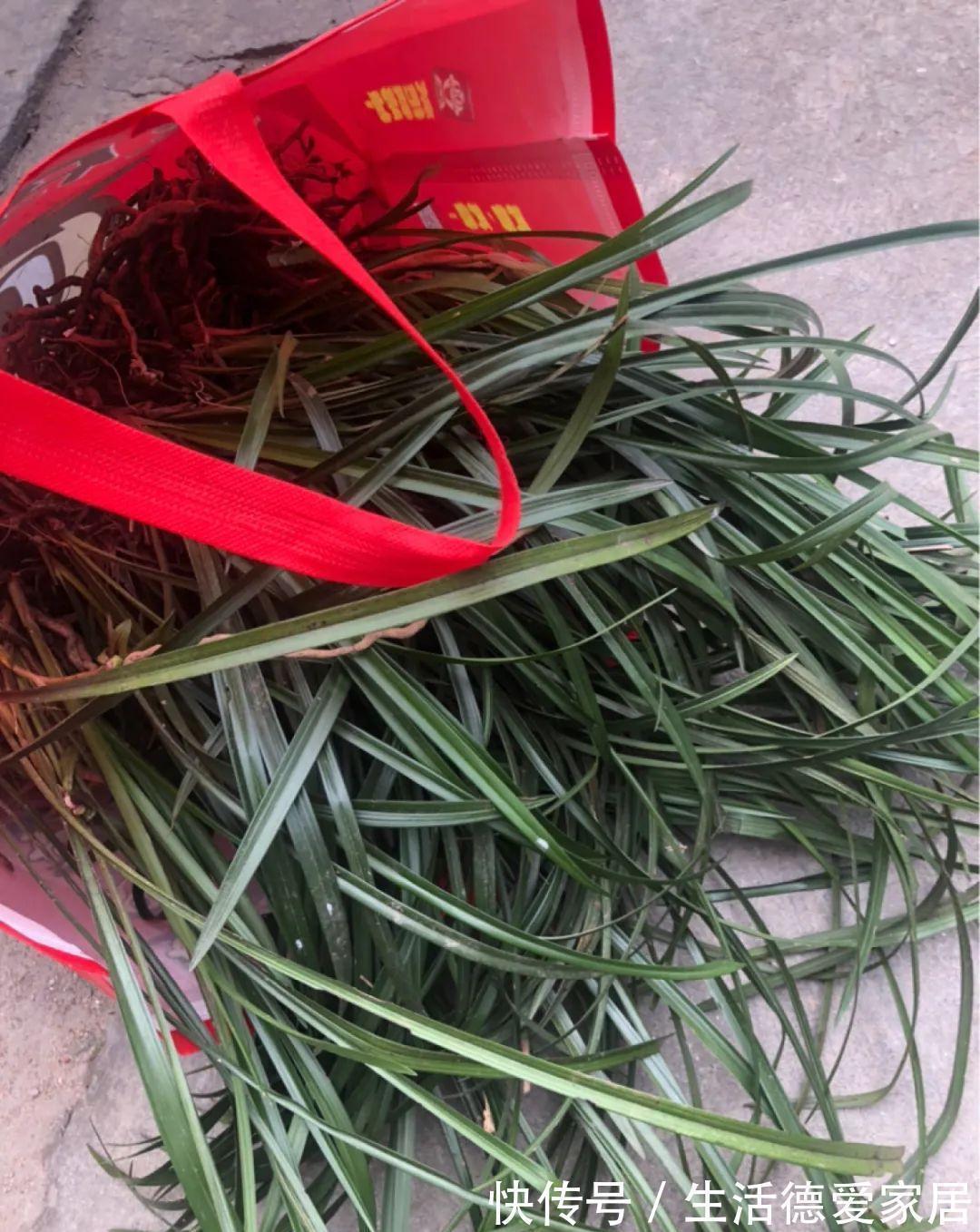 绿萝|绿萝穷养,兰花富养,才能养成宝贝,你真的懂吗?