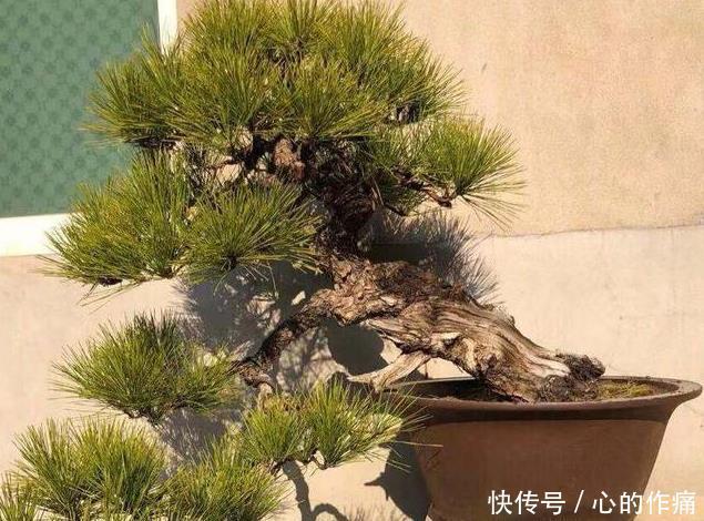 松树类盆景如何提高成活率