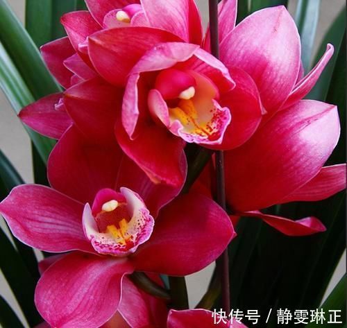 香味|这款兰花太勤快,开花一茬接一茬,花大、色艳、香味浓