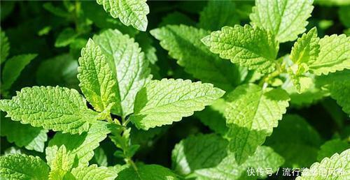  夏天|夏天就养4种花，越热越浇水，盛开时繁花似锦，花色美轮美奂