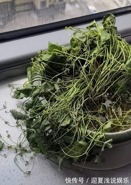 堪称生物入侵的花，千万别在家养，泛滥了可不好收拾