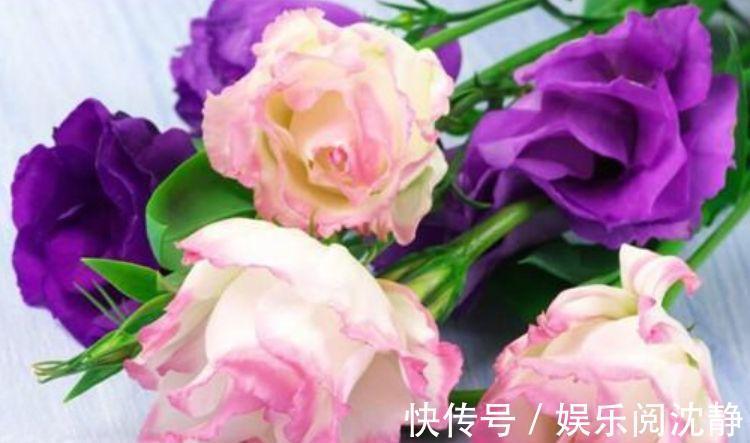 种花|家里就养4种花，株型优美、花朵大，花型别致可爱