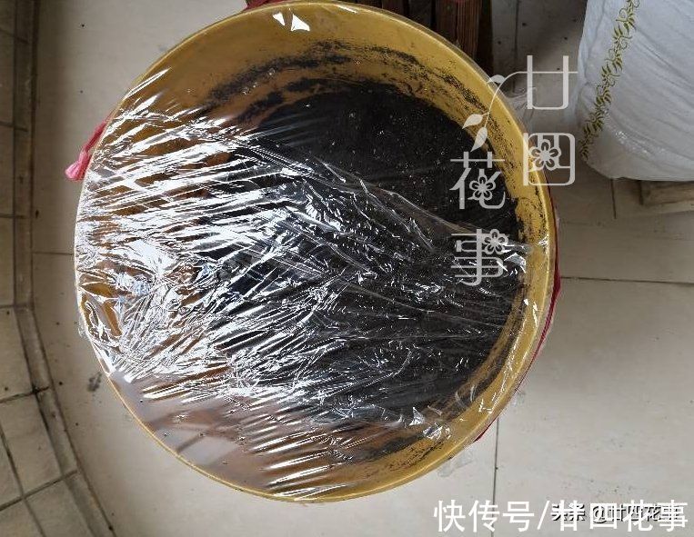 鱼肠|1种恶心的厨房废料,是月季的上好肥料,秋末埋一点,花朵大如拳