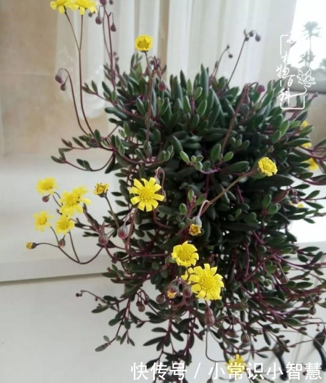 欧紫|我是多肉飘窗党，我来晚了！我是多肉飘窗党，我来晚了！