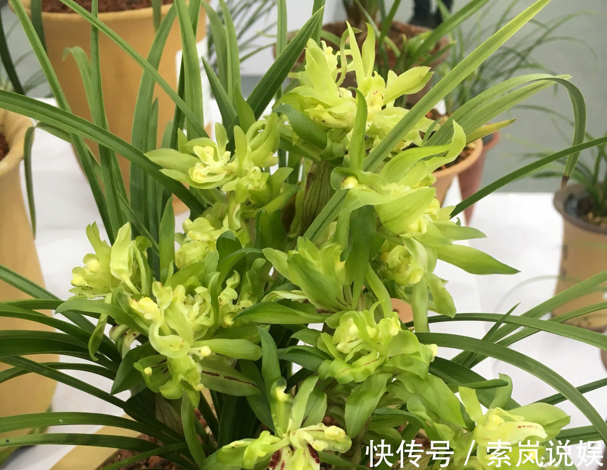 兰花植株根系腐烂而没有根了还能长出来吗兰花新苗上盆焦尖咋办