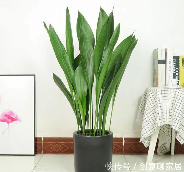 插土就能活!大半个月不用浇水,繁殖掐枝就能活,适合懒人