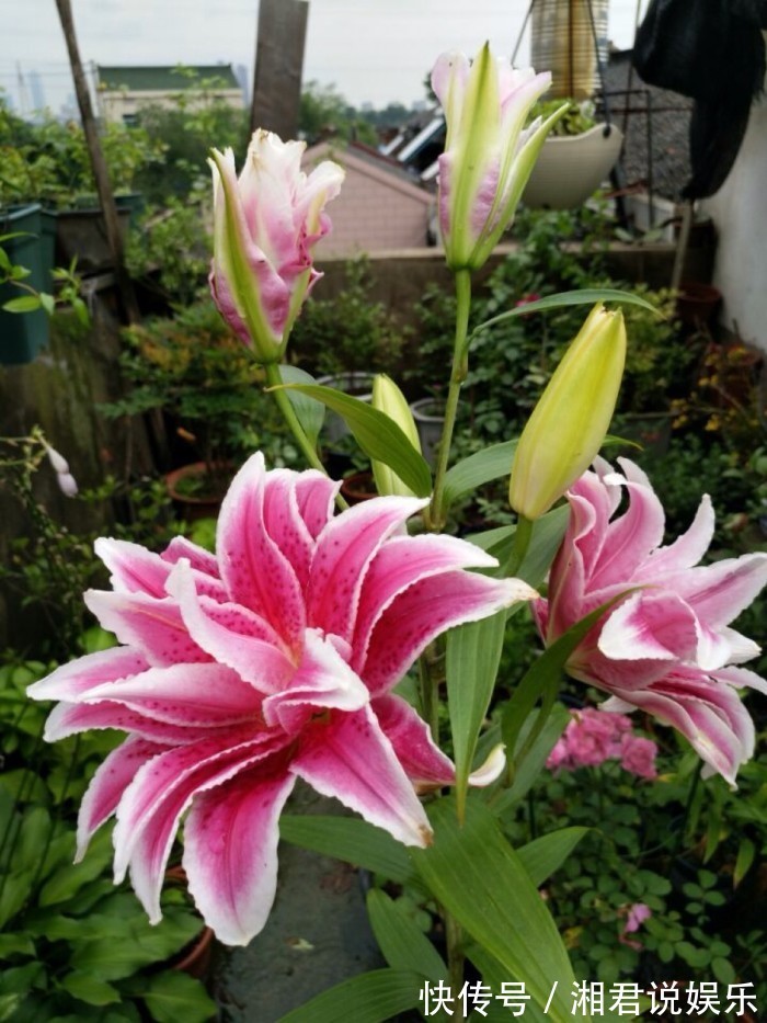 叶子肥|8种“吉祥花”,客厅养一盆,高贵又大气,养人又“旺家”