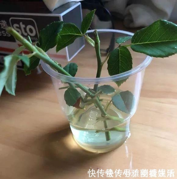 养花|家里“过期”小药片,养花是个宝,丢在盆里,比生根水还管用!
