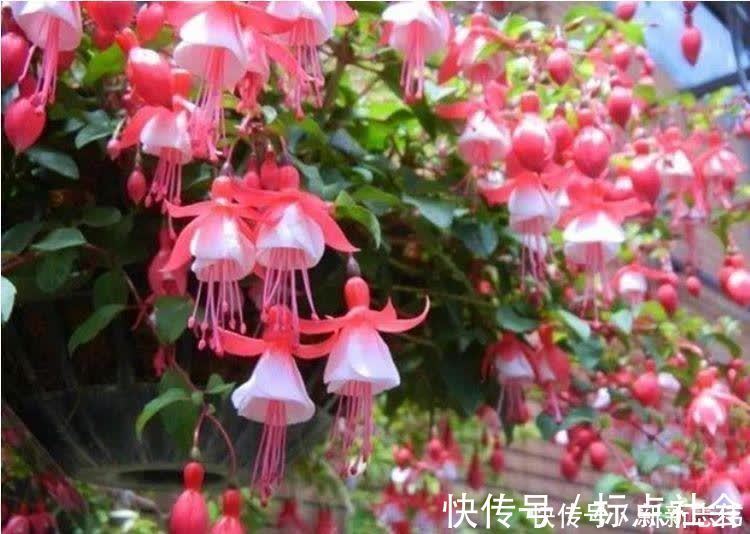 湿润|5种花比香水还好闻，一开就是大半年，四季有花赏，花美心情好