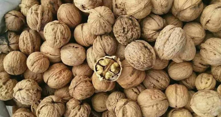 土壤|这些没人要的小东西，一遇上养花人，抢着带回家