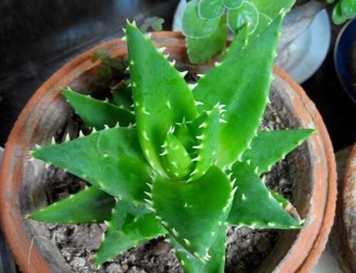 卧室放了2种花,天气再热也不怕失眠,净化空气很干净