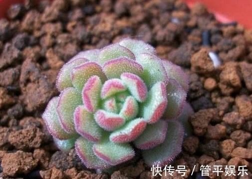 叶片|多肉春之奇迹怎么养教你3个小窍门,轻松养出爆盆的春之奇迹