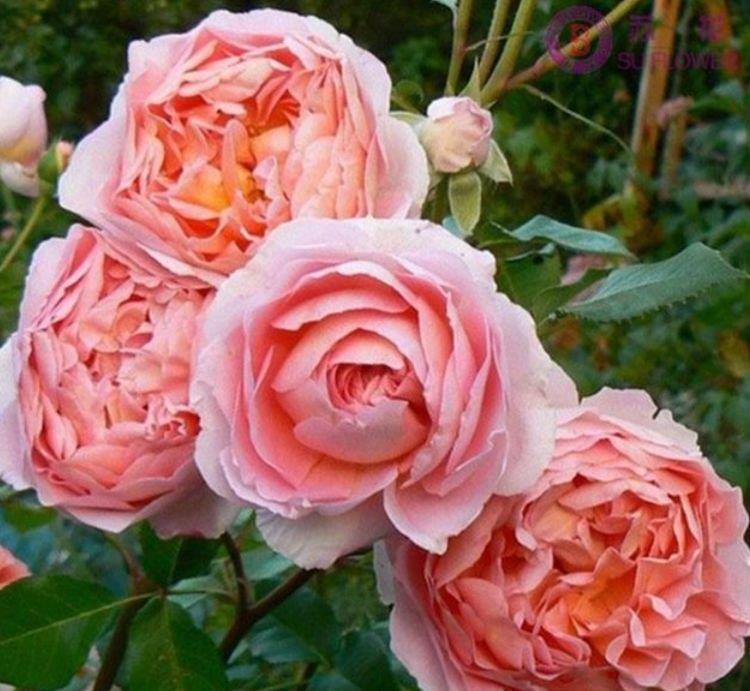 花色|养花就养4种花，家里养一盆，花色鲜艳，适合种在庭院观赏