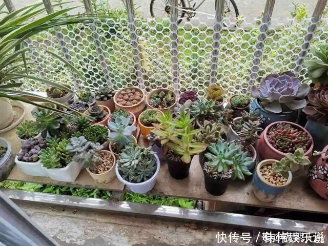 地方|夏天养花,这个地方千万别摆,否则3天死翘翘