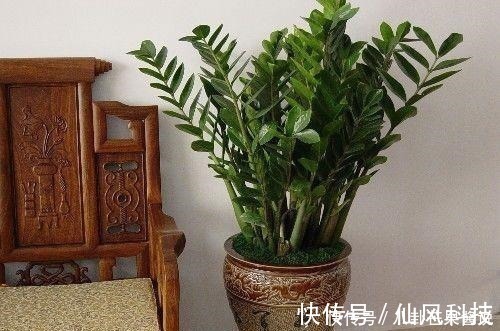 风水|家中必备的4种风水植物，让你财源滚滚、家庭和睦