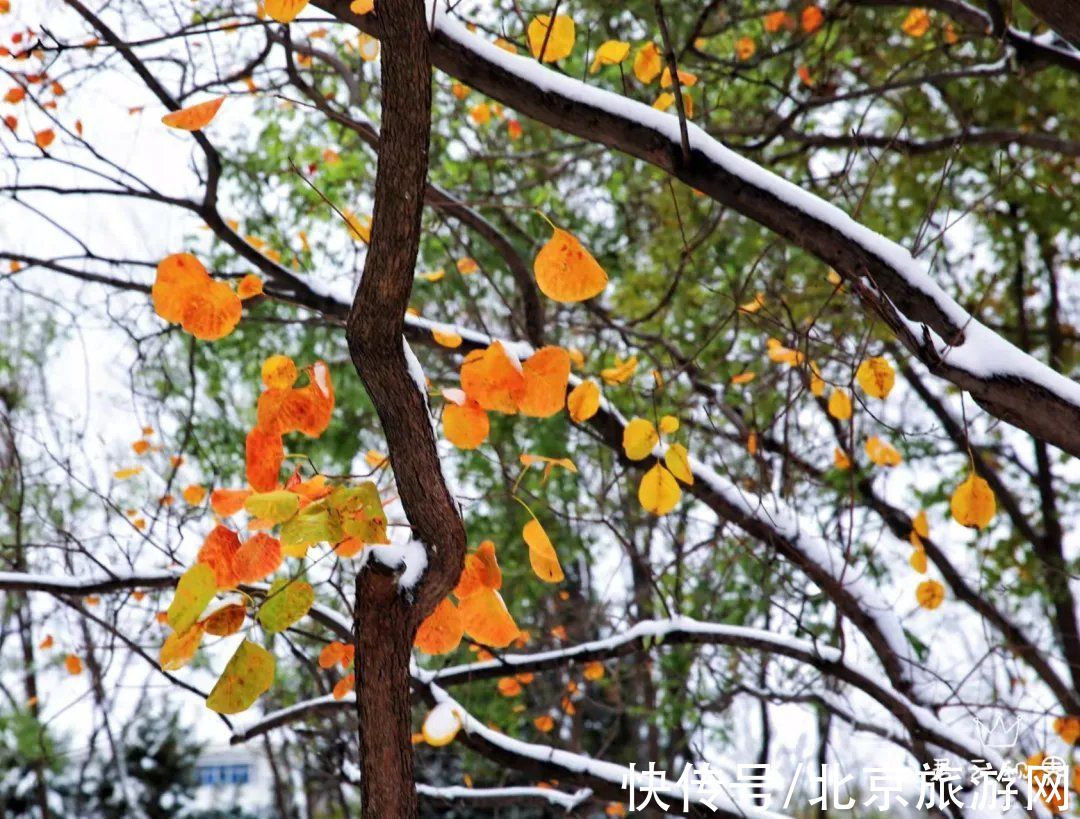 白雪世界|雪色与秋色荟萃出自然之美！