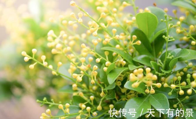 黄叶|米兰花夏季不好养,黄叶还掉花苞,是3点没做好,及时改变