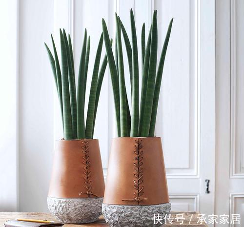 五种盆栽,自带高贵气质,在家摆一盆,格调高,人人夸你眼光好