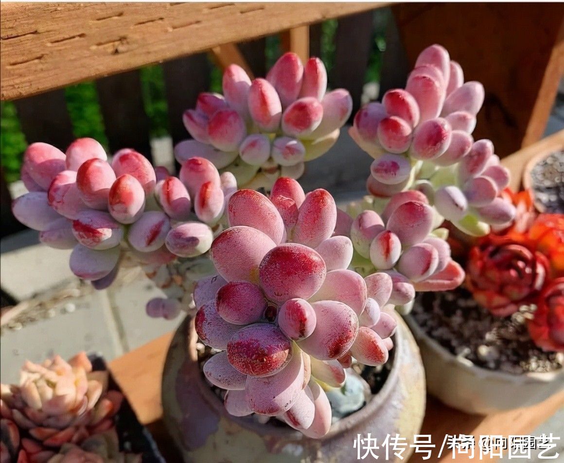 多肉|喜欢养多肉，买多了不是，买少了不过瘾，物极必反，适度购买