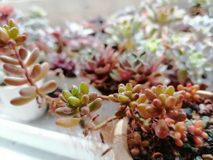 观音莲|90后川妹子的“丑肉”逆袭记!时光不弃,多肉常在!