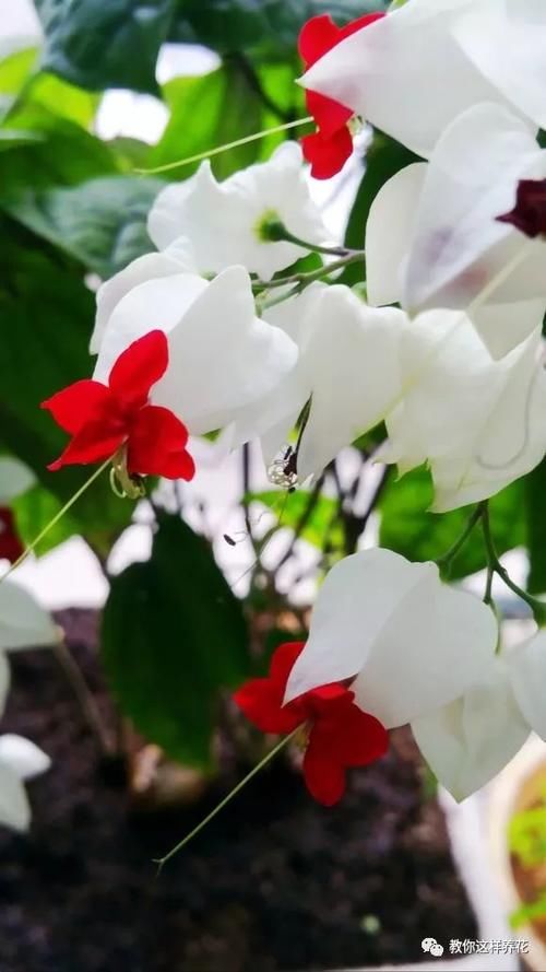  温度|这种花爱吐珠子，花量太惊人，一开上百朵，连续爆盆200天！