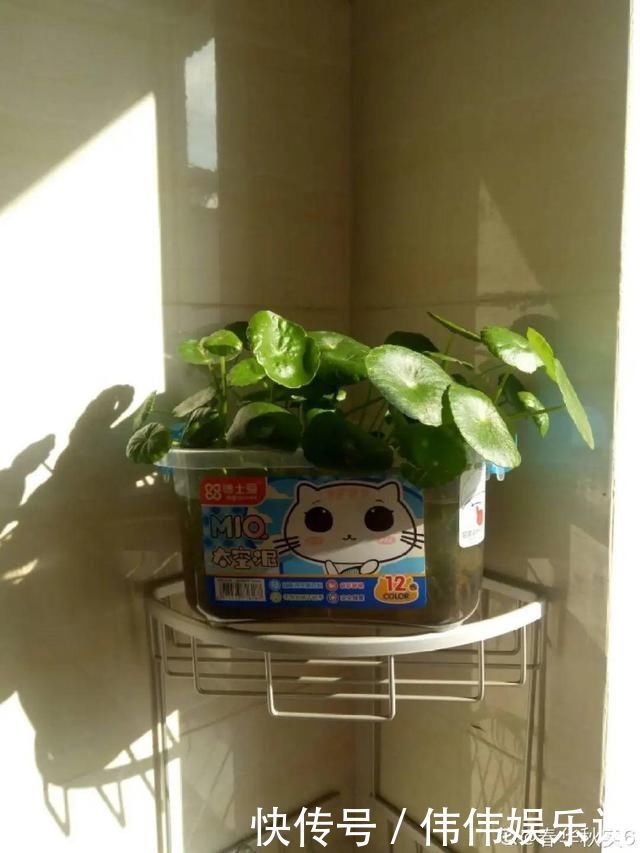 地方|夏天养花,这个地方千万别摆,否则3天死翘翘