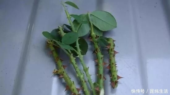 养花|养花爱好者看过来这15种花现在“扦插”,生根快,一个周就长芽