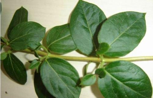 花盆|这花插枝即活,一年爬满阳台,花可泡茶喝,清火明目