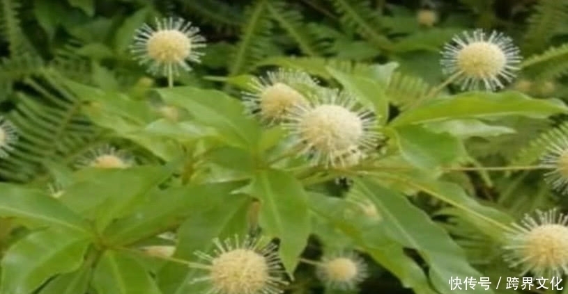  花朵|农村路边这朵野花，市场价一斤30元，是中医追求的珍贵中草药