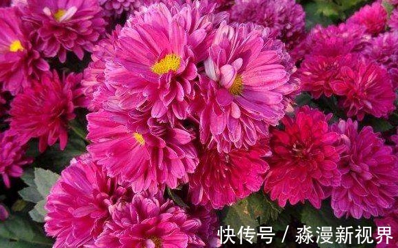 菊花|喜欢养菊，不如养盆“欧洲小米菊”水晶紫，姹紫嫣红，室内盆栽养