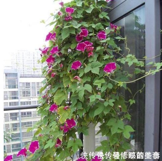 生长|有露台就种这三种花，生长速度快，遮阳好养漂亮，花儿开成瀑布
