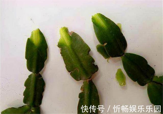 蟹爪兰花后养护很重要,仅仅修剪还不够,做好这4点,开花大又多