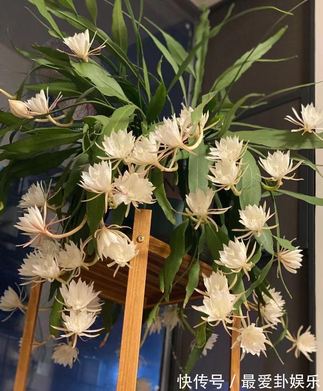 芳香|新型室内盆栽，耐阴好养，秋冬也有花开，花朵又美又香