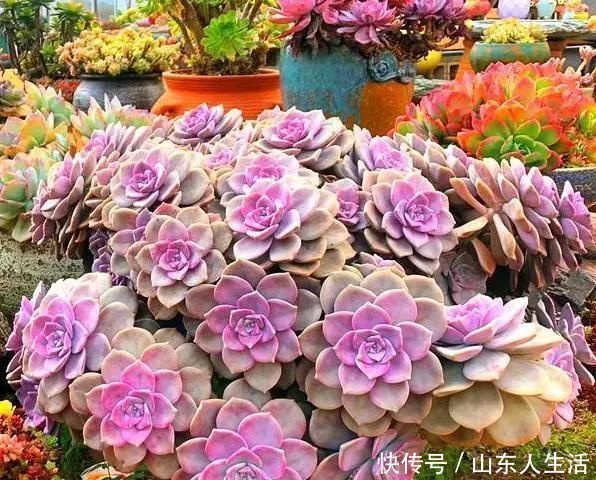 祝你好运|李大姐养多肉10多年,总结6个好品种,新手也能养成“漂亮老桩”