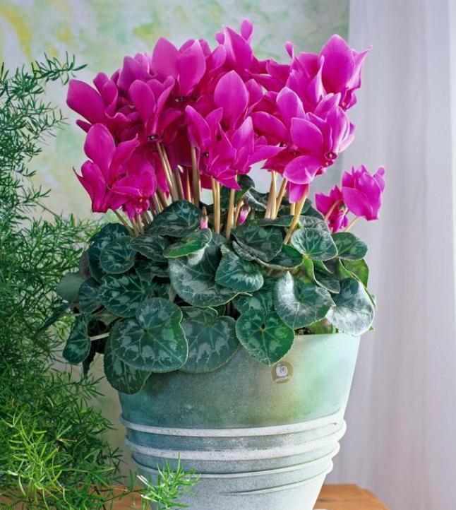 水仙花|新年新气象!10种年宵花,家里放一盆,福瑞迎门,喜庆又吉祥