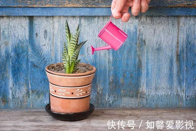 浇水|养花不会浇水，家里再多花也会被糟蹋，新手盆栽浇水指南