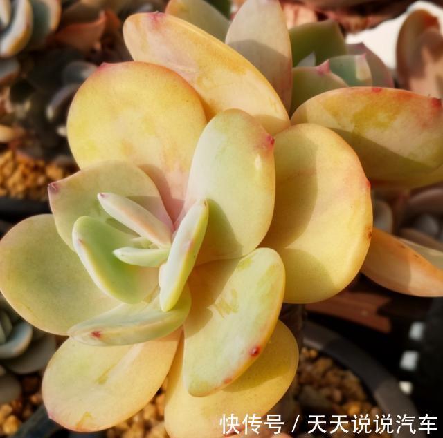 养多肉白凤,做好几件事,几个环节,哪个都不能少