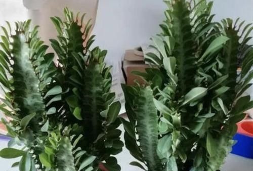 逛花市,看到“1种花卉”,记得买回家,被称为“镇宅花”,好养