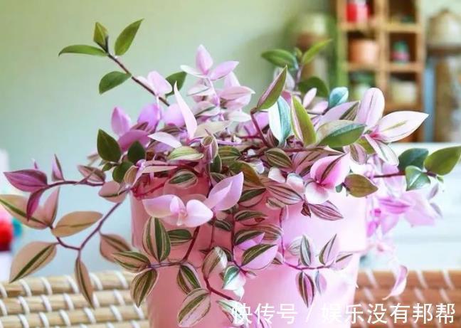 叶片|4种高颜值吊兰，颜色丰富还好养，更适合新手去养