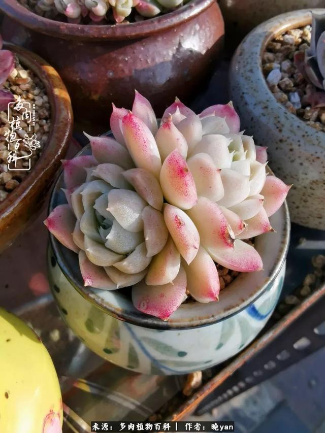 养多肉近四年,一路的走来,阳光总在风雨后!