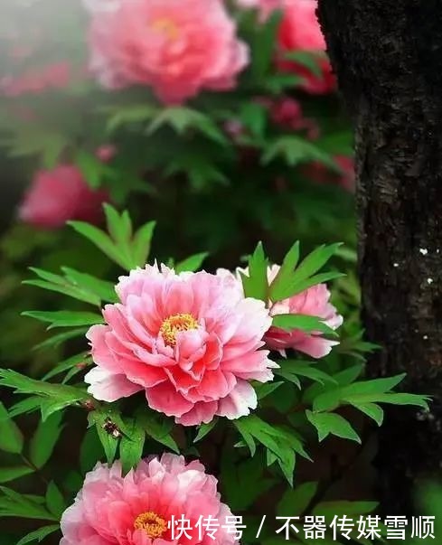 中国的十大名花,你知道几个?