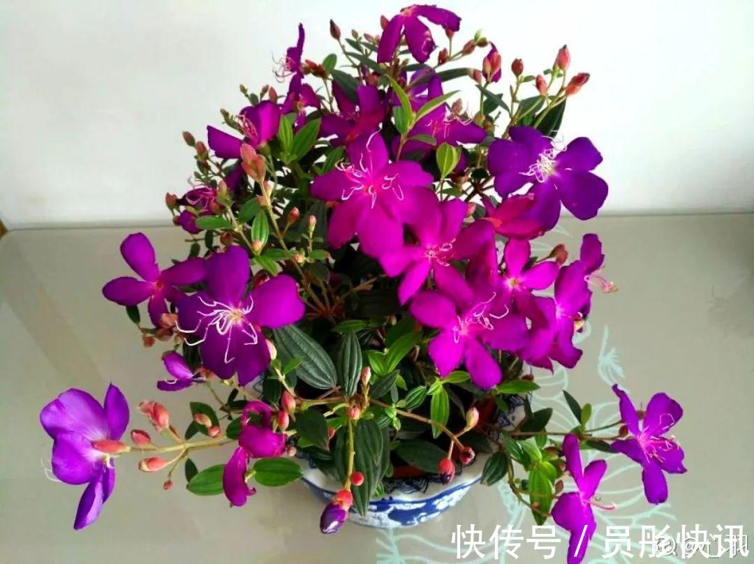 蓝蝴蝶|5种花真稀罕,叶子越晒越红彤彤,一盆能开20朵!