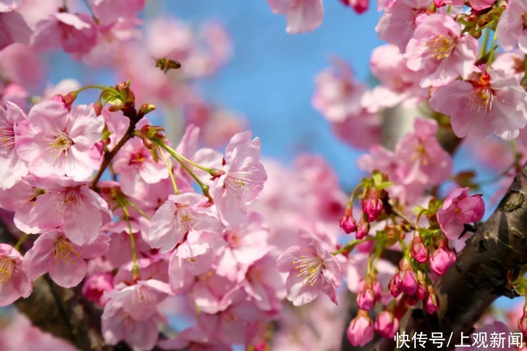 超20万游客到宝山顾村公园！上海樱花节首个周末迎来客流高峰