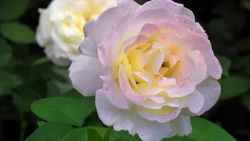 加仑盆|总有人抱怨,养不好盆栽的月季,做好6点,养好月季盆栽也很轻松