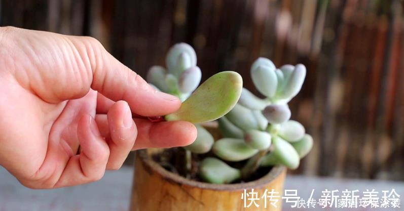 土壤|巧用3招，盆栽多肉姿态美，个个叶子肥嘟嘟、水灵灵