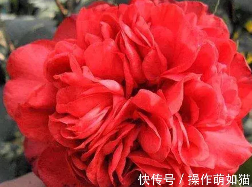 透水|花市买花太贵,教你一招,买1盆花能变10盆